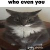 Avatar of MrRatVr