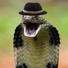 Avatar of Snake_with_hat0