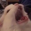 Avatar of Twitersucks11