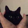 Avatar of MandyBunny