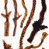Avatar of smithlabdurham
