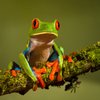 Avatar of FennixMaster900