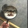 Avatar of the_yeetles