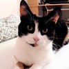 Avatar of josetoto1