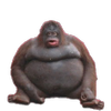 Avatar of Le Monke