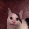 Avatar of Roblox_BOI