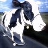 Avatar of kokojambo