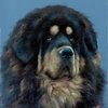 Avatar of TIDor