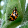Avatar of buzzbugs