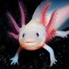 Avatar of AxolotlBoi2009