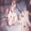 Avatar of Pastel_Cherry08