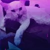 Avatar of Meowdeler