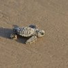 Avatar of turtle