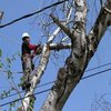 Avatar of Tree Removal Long Island