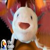 Avatar of frouzegp