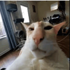 Avatar of dampy39565
