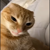 Avatar of nikooou