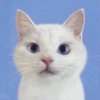 Avatar of impastaa