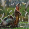 Avatar of hapyrr