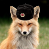 Avatar of SovietFox