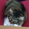 Avatar of maxlamenace_gr77