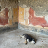 Avatar of tupompeii