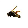 Avatar of botstarjovk1
