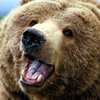 Avatar of sirmajesticbear