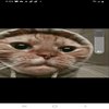 Avatar of lilvilla2330
