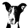 Avatar of joxemitol