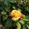 Avatar of ropo9825