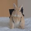 Avatar of Ms.Bunny