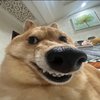 Avatar of Joren002