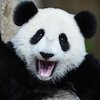Avatar of grampanda