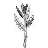 Avatar of Firmitas Timber