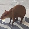 Avatar of AsirAndarwol