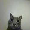 Avatar of Cin6969