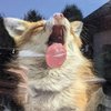 Avatar of silverfoxGG