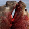 Avatar of Elephant Seal Research Group