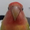 Avatar of PoppyOnTH