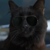 Avatar of poltavaua24