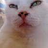 Avatar of FunkyCatp
