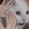 Avatar of Jiangorange
