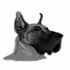 Avatar of skubi1337