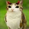 Avatar of Meowl