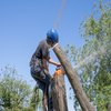 Avatar of Burnaby Tree Surgeons