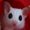 Avatar of pawzthegirl