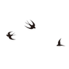 Avatar of bo1484256362