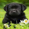Avatar of dogsunday88