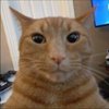 Avatar of pinguuuuuuuu
